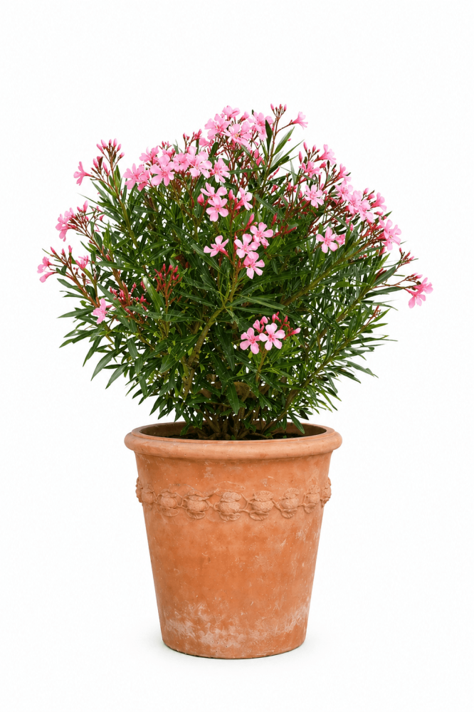 Preview: Grand pot cylindrique en terre cuite d’Impruneta 45 cm